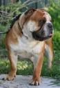 odie01.jpg