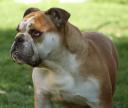 tild1.jpg
