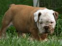 opeth112.jpg