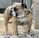 amercianbulldog.jpg