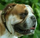 odie112.jpg
