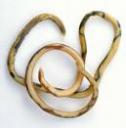 roundworm.jpg