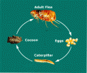 flea-life-cycle.GIF