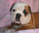 rosie4.jpg