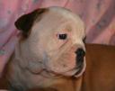 rosie5.jpg