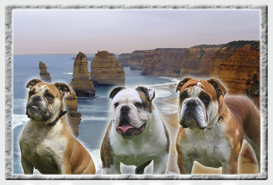 Aussie Bulldogs