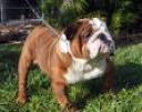 British Bulldog