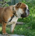 Aussie Bulldog