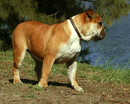 Red Female